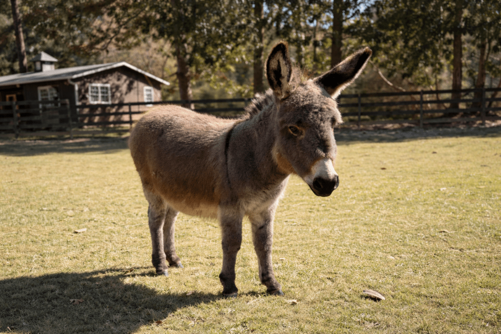 Lucinda Jewel Mini Donkey